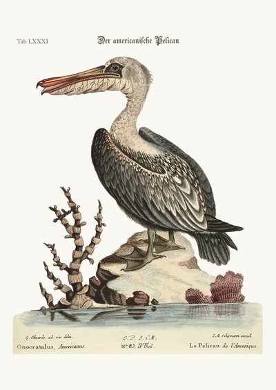 The Pelican of America, 1749-73 by George Edwards